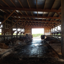 Cows in Barn